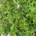 Pelargonium quercifolium
